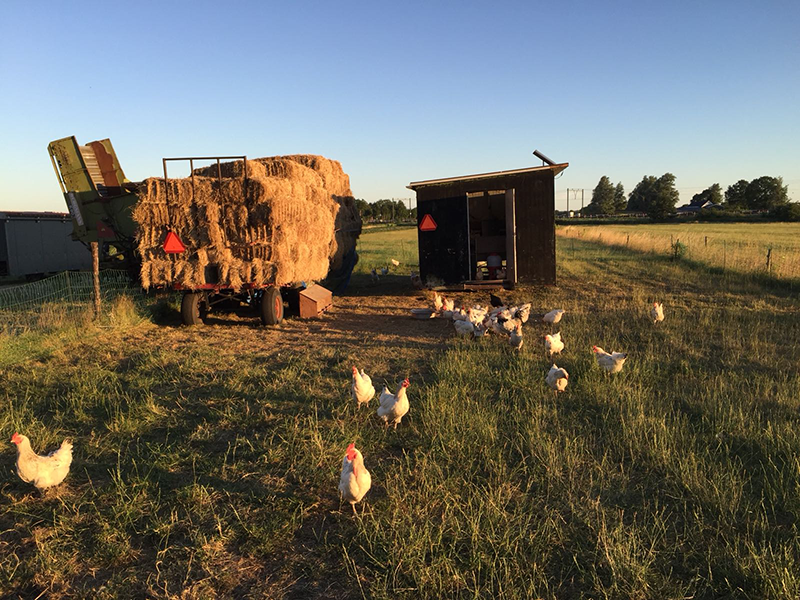 Vredelinger kippen op de Eemweide Boerderij in Amersfoort