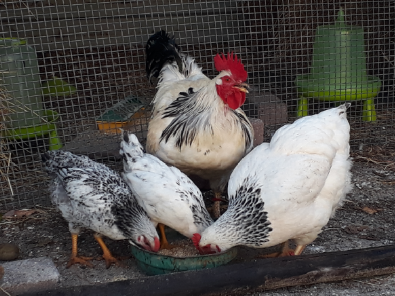 etende Vredelinger kippen - Eemweide Boerderij - Wytze Nauta